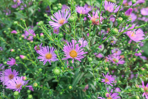 Background image  Blooming pink shrub aster flowers with a yellow heart in the garden