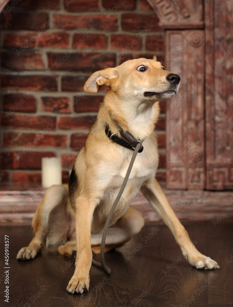 cute brown and black mongrel dog in studio cute brown and black mongrel dog in studio