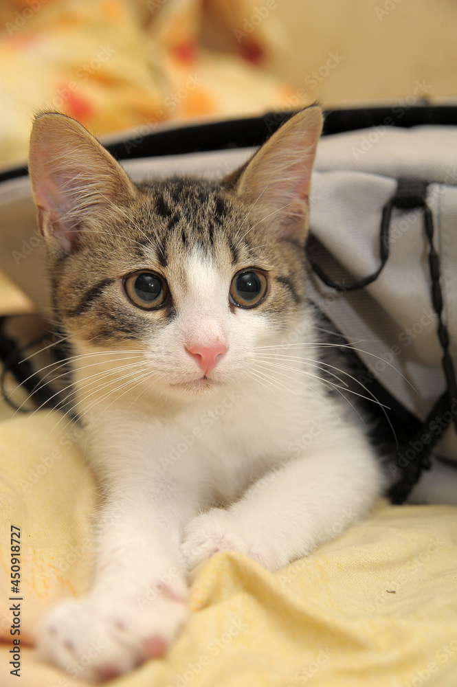 striped with white shorthair young kitten striped with white shorthair young kitten
