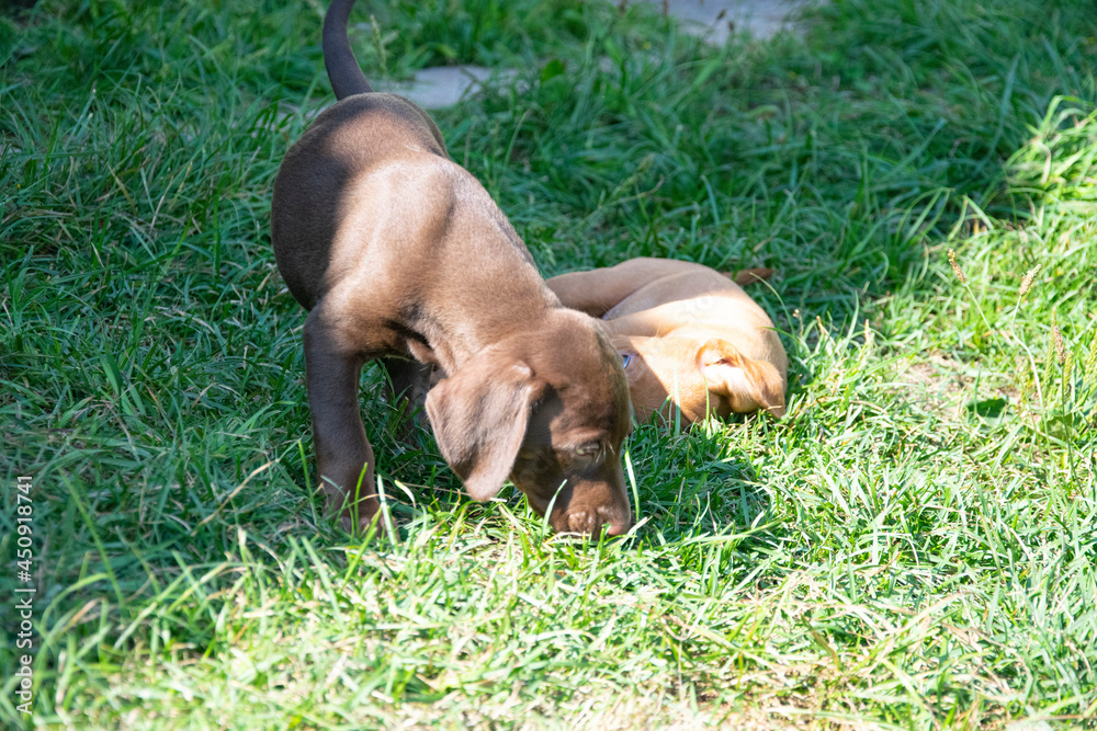two dogs playuing in grass