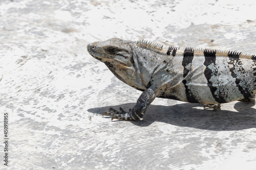 Primer plano de iguana espinosa del golfo (Ctenosaura acanthura). photo