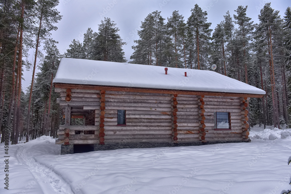 log cabin in a pine forest in winter