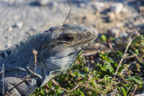 Primer plano de iguana rayada