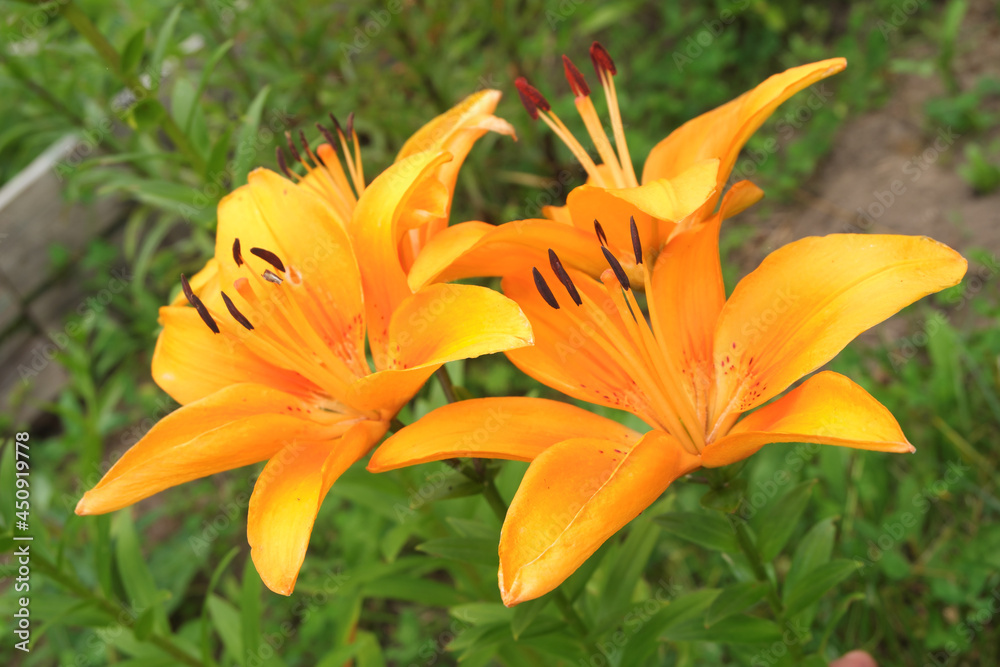Bright juicy orange lily flowers on a green meadow. Bright juicy orange lily flowers on a green meadow.