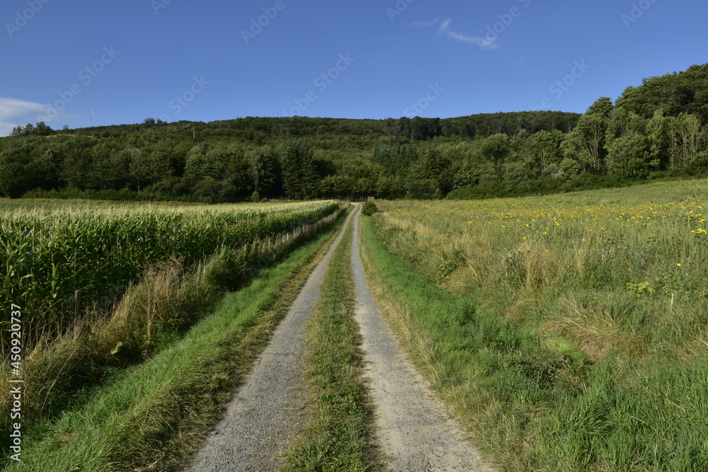 Landschaft und Weg bei Salzhemmendorf 
