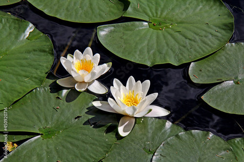 ninfea bianca (Nymphaea alba)