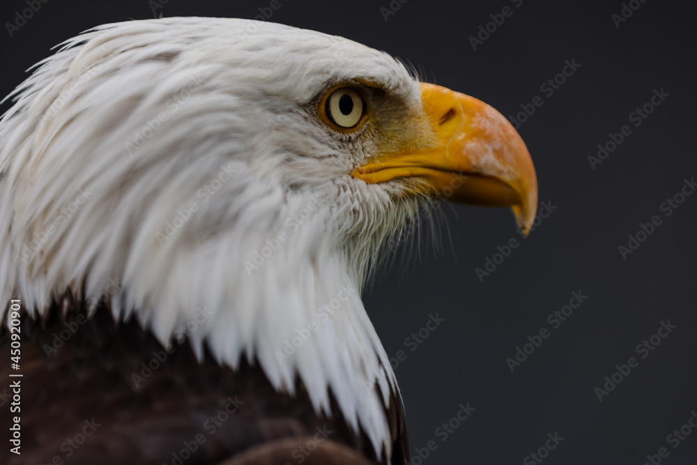 Close up images of bald and golden eagles