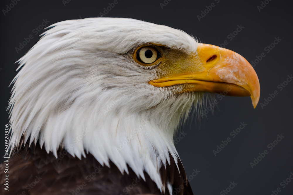 Close up images of bald and golden eagles Close up images of bald and golden eagles