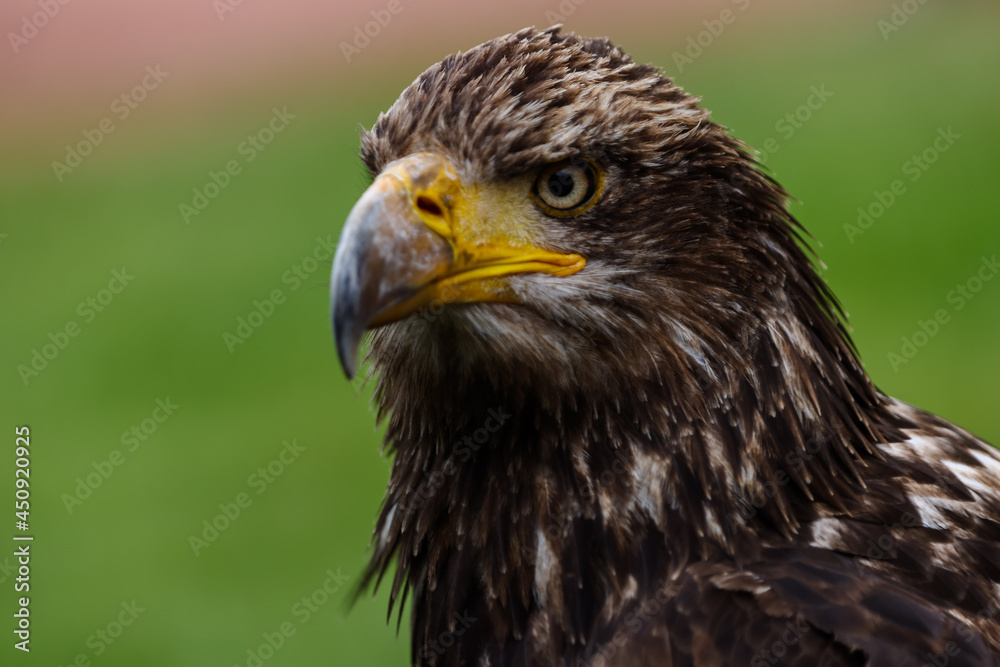Close up images of bald and golden eagles Close up images of bald and golden eagles