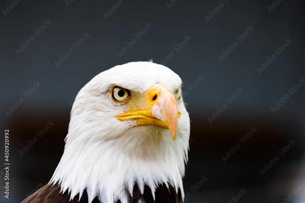 Close up images of bald and golden eagles Close up images of bald and golden eagles