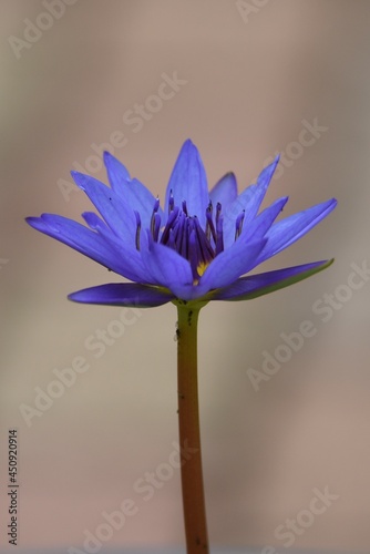 Water lilies flowers. Nymphaeaceae perennial aquatic plants.