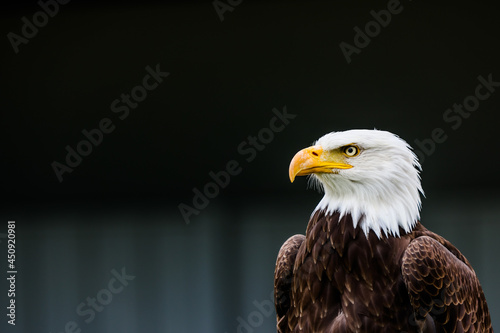 Close up images of bald and golden eagles