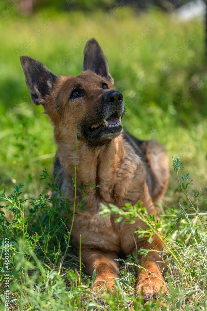 old german shepherd among green grass old german shepherd among green grass