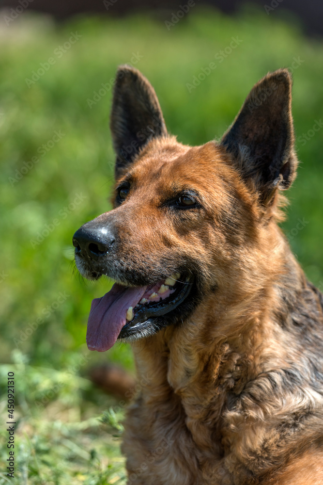 old german shepherd among green grass old german shepherd among green grass