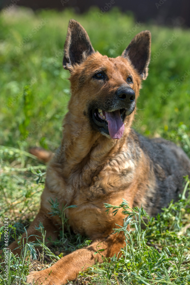 old german shepherd among green grass old german shepherd among green grass