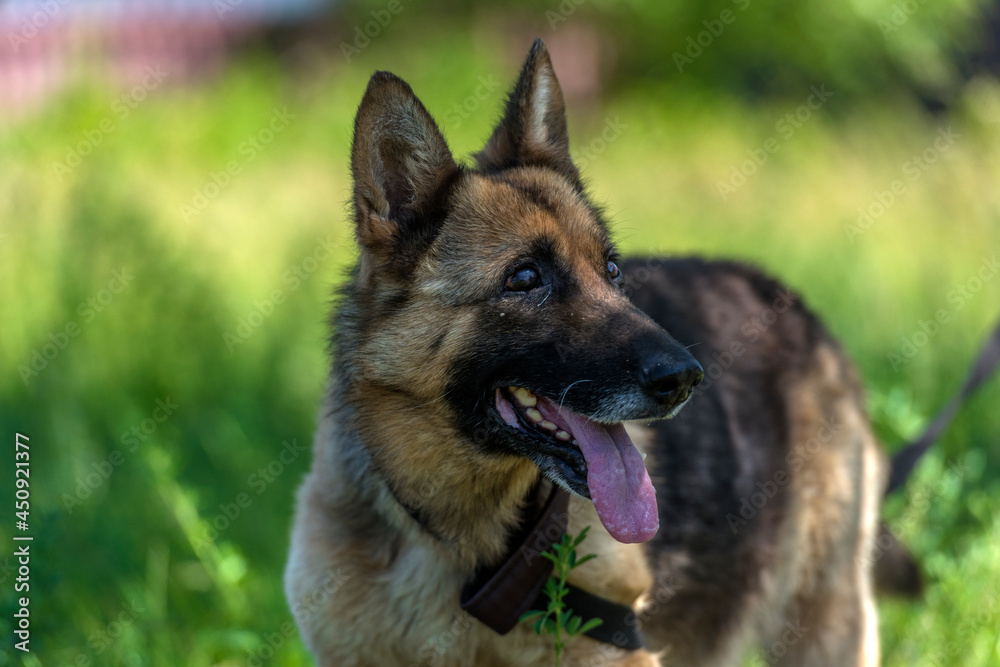 blind german shepherd dog at animal shelter