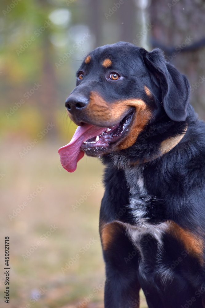 beautiful large brown dog mestizo rottweiler