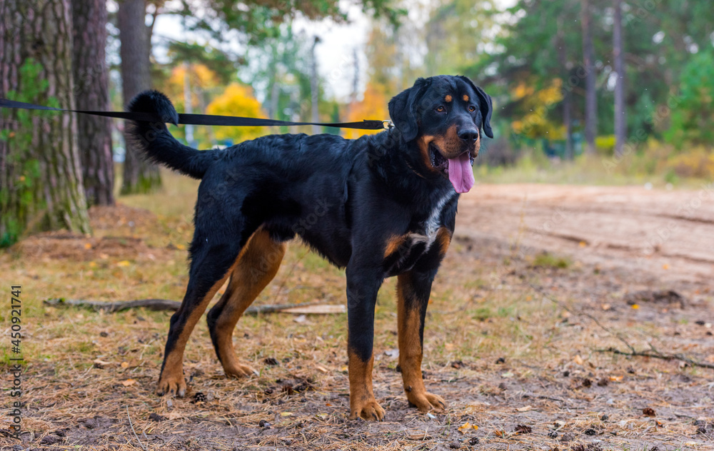 beautiful large brown dog mestizo rottweiler