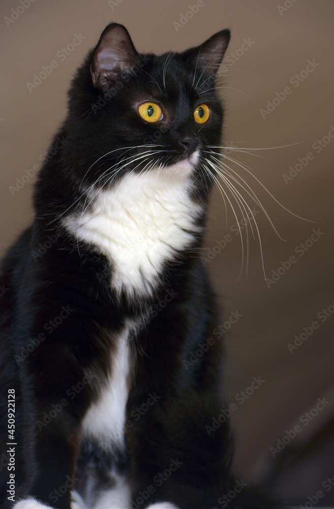 black with white breasts cat with orange eyes black with white breasts cat with orange eyes