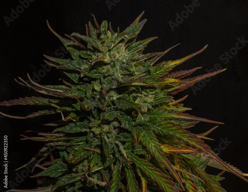 Marijuana flowers with bright and vivid colors. Black and closed background, studio photo and cannabis cup winner. High THC and CBD content.