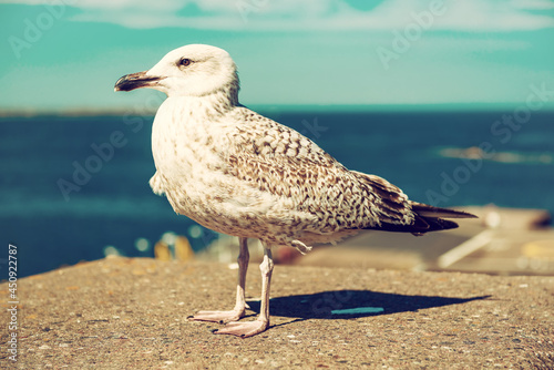 Obraz na płótnie Sea gull at pier
