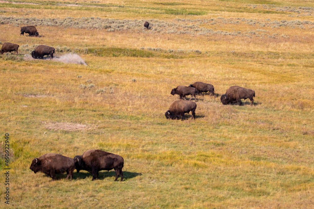 Bison in Yellowstone Bison in Yellowstone