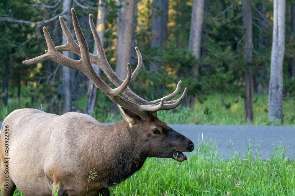 Wildlife of Yellowstone National Park, Elk Foraging on Grass Wildlife of Yellowstone National Park, Elk Foraging on Grass