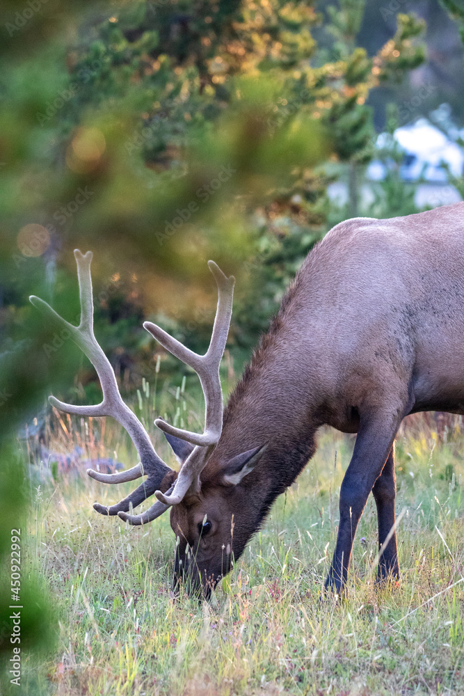 Elk Grazing in Yellowstone National Park, 2021 Elk Grazing in Yellowstone National Park, 2021