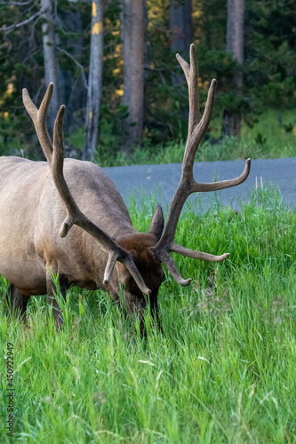 Large Male Elk in Yellowstone NP © Dylan