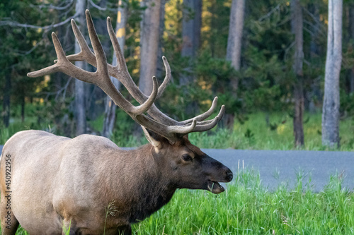 Wildlife of Yellowstone National Park, Elk Foraging on Grass