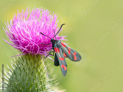 Six-spotted burnet drinking nectar from thistle flower