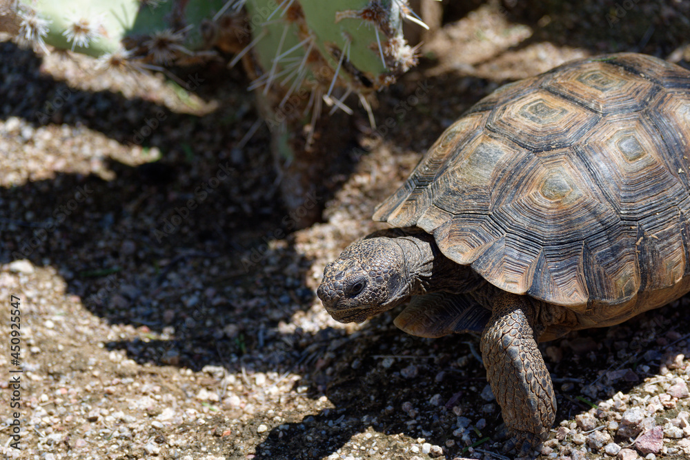 Desert Tortoise Walking in the Desert and Searching for Food Desert Tortoise Walking in the Desert and Searching for Food