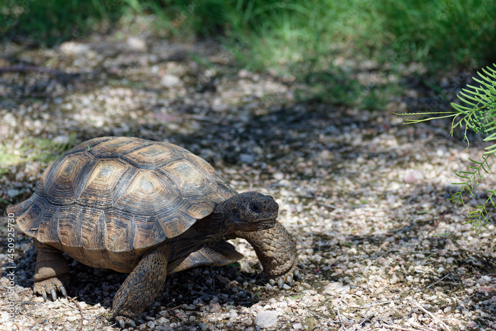 Desert Tortoise Walking in the Desert and Searching for Food Desert Tortoise Walking in the Desert and Searching for Food