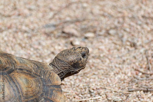 Desert Tortoise Walking in the Desert and Searching for Food © Leonard