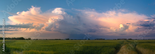 Thunderstorm panorama with rye field in Sweden
