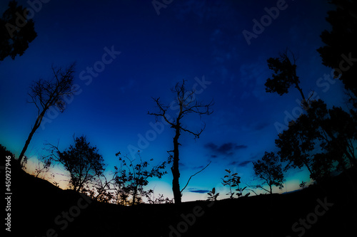 Fototapeta Naklejka Na Ścianę i Meble -  Silhouette of Trees