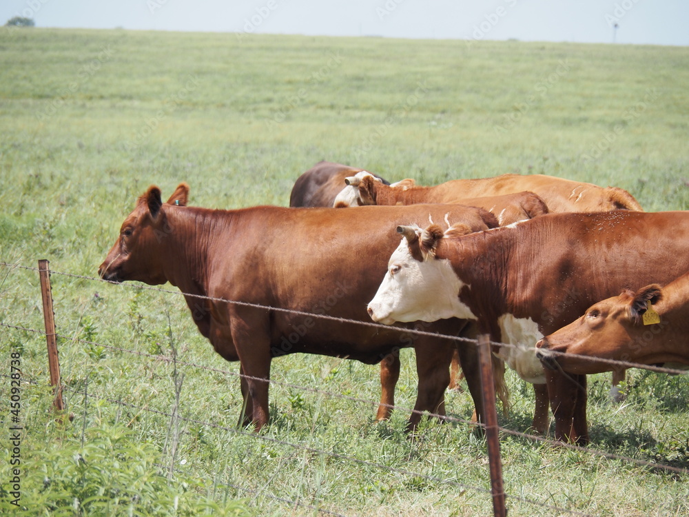 Branded cattle in Flint Hills of Kansas