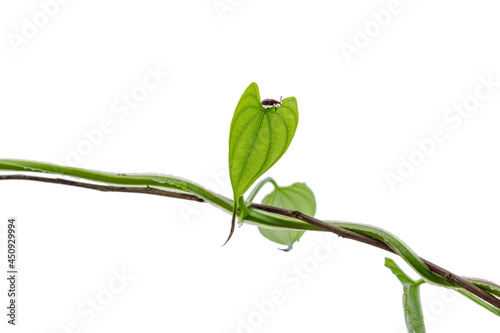 Heart shaped leaf vine plant climbing isolated on white background.