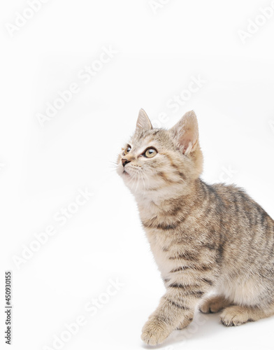 Cute little grey kitten posing on white background.