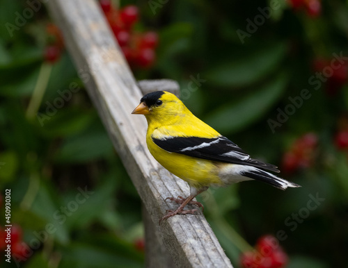 Adult male American Goldfinch
