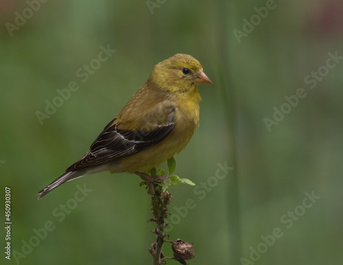 Adult female American Goldfinch