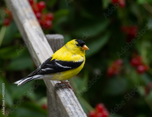 Adult male American Goldfinch