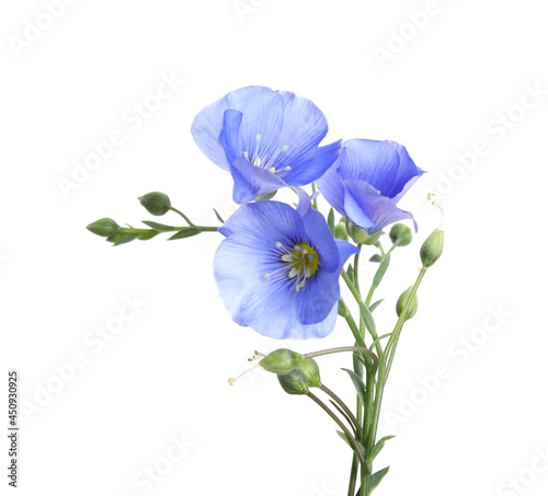 Beautiful light blue flax flowers isolated on white