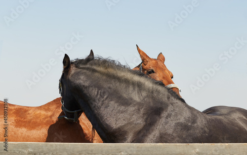 Two horses hug and scratch each other - rural sciene