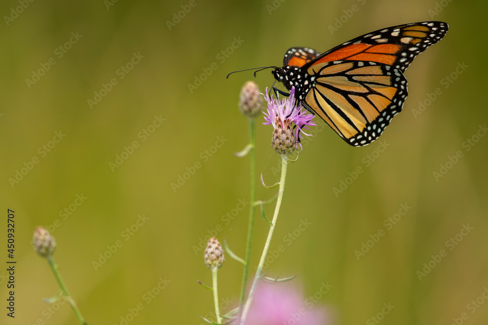 Monarch Butterfly on wildflower
