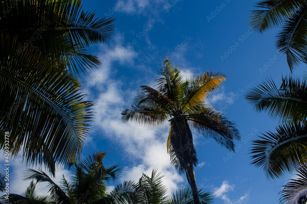 Palm forest in the coastal area of ​​La Guaira in Venezuela