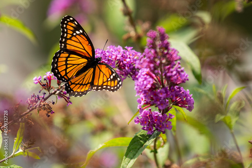 Viceroy Butterfly on purple flower