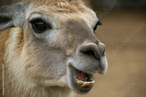 close up of a alpaca © SofotoCool