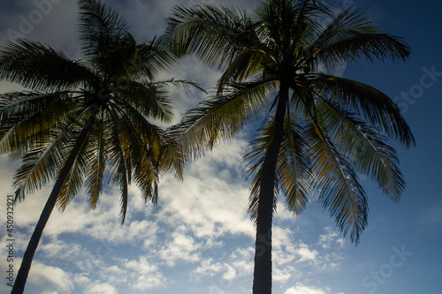 Beautiful sunset on a beach full of palm trees