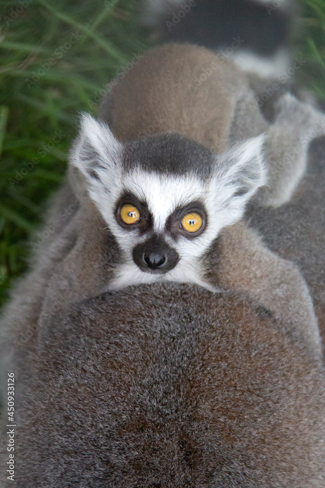 baby lemur on the back of his mother